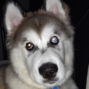 Meet your Posher, Bailey